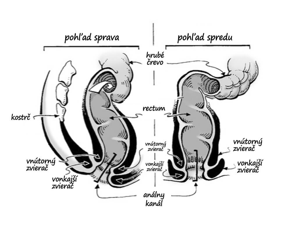 análna anatómia anus a konečník