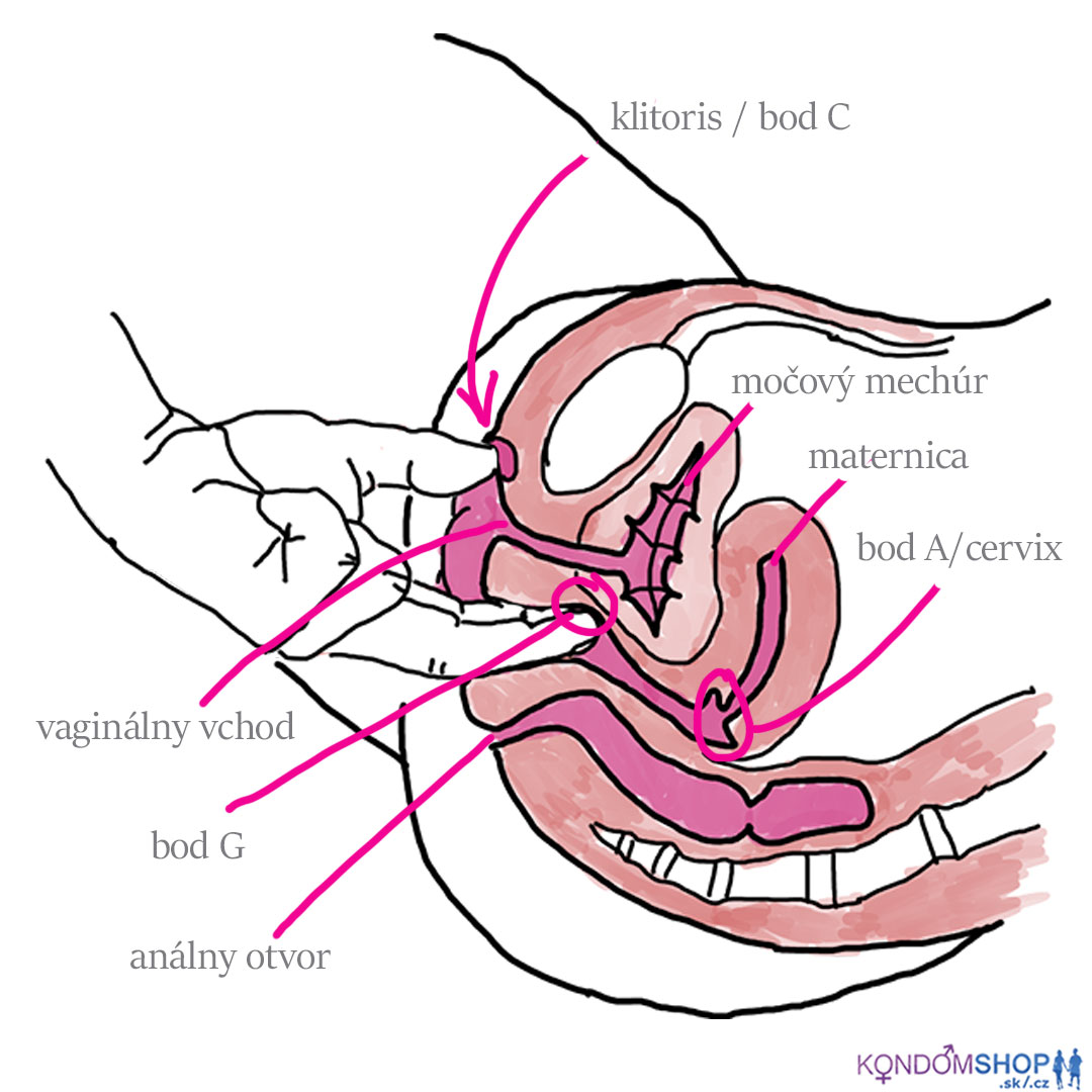 ženská anatómia, bod c, bod G, bod A