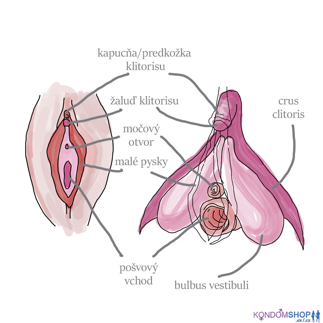 ženská anatómia klitoris a vulva